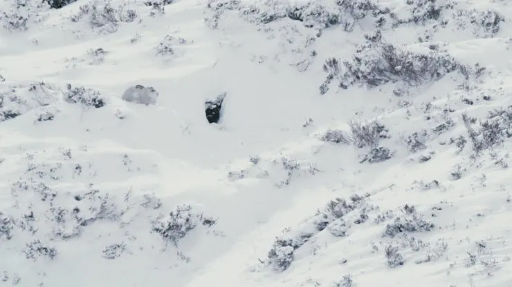 Mountain hare camouflaged in the snow. Cinematographer: Aleksander Domanski 