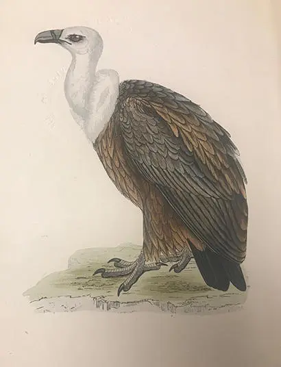 From Morris' book of British Birds.