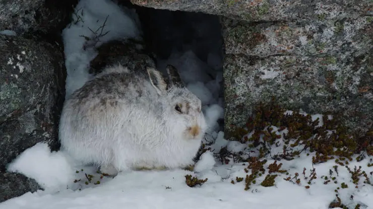 Mountain hare in the Cairngorms. Cinematographer: Aleksander Domanski 