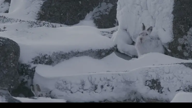 A mountain hare in the Scottish Highlands, Cinematographer: Aleksander Domanski 