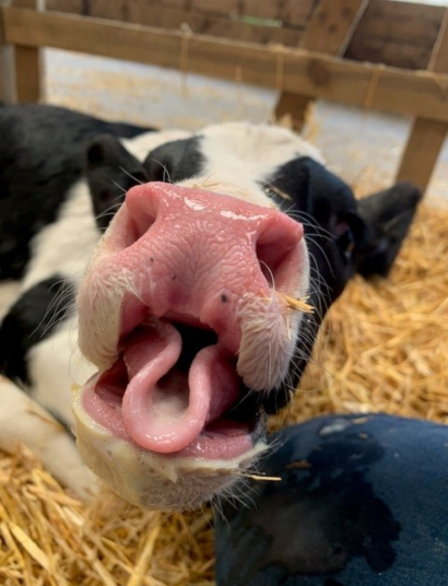 Calf tongue, G Shepherd Animal Health