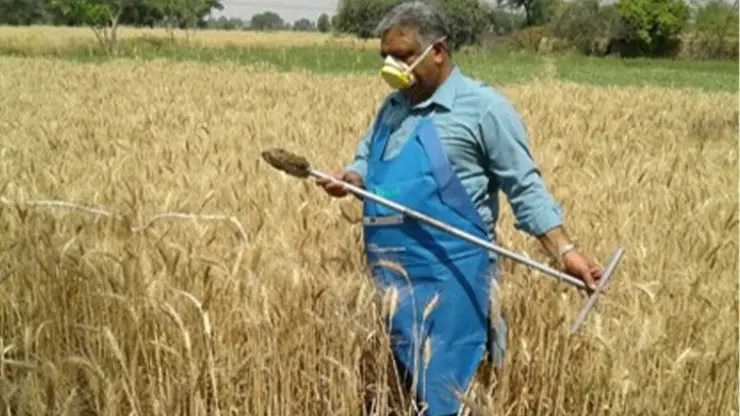 Another staff member collecting the soil sample from a farm in the Punjab province
