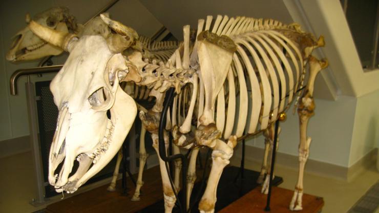 Skeleton of an animal used for teaching