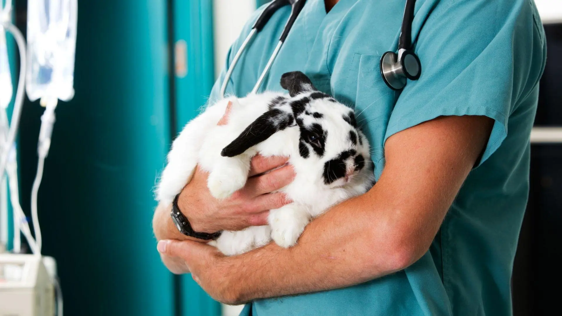 rabbit being held in doctors arms