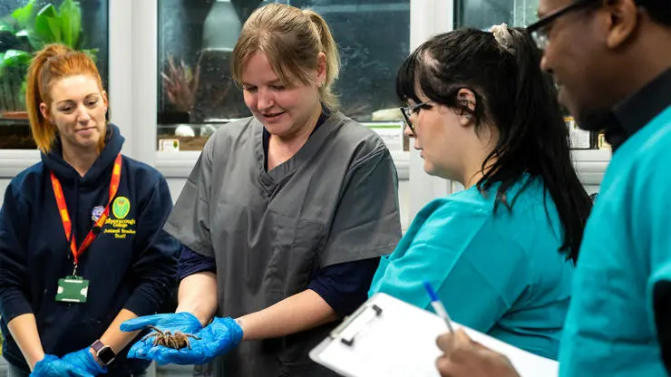Vet students with course tutor studying a tarantula