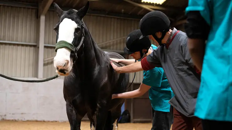 Veterinary medicine student and tutor examining a horse