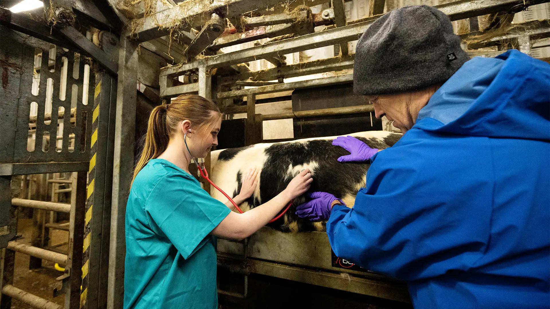 Student and tutor checking a cow with stethoscope