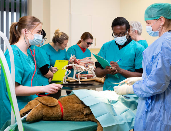 Students and tutor around an operating table with stuffed toy for mock surgery
