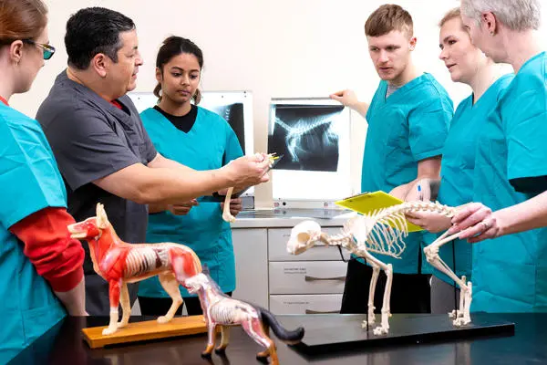 Students and tutor with anatomy models of animals