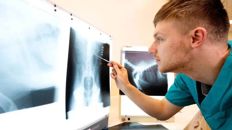 Student looking at x ray of an animal