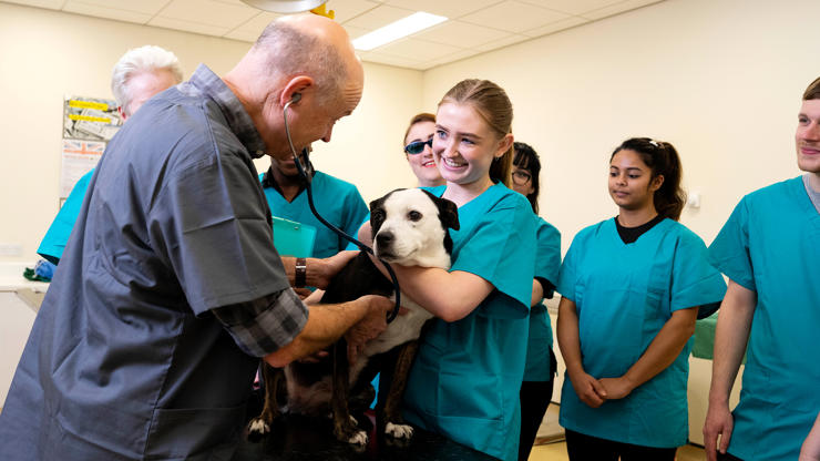 Veterinary medicine students and tutor caring for a dog in a treatment room