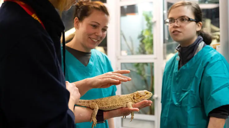Bioveterinary sciences students examining a lizard