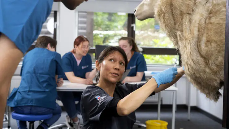 Veterinary Medicine tutor injecting an anatomical sheep