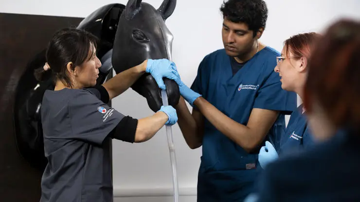 Veterinary Medicine tutor intubating and anatomical horse