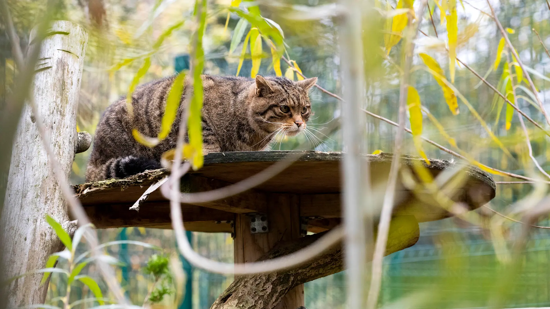 Cat on a stand looking through trees
