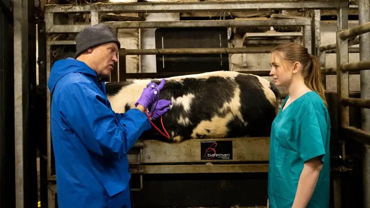 Veterinary medicine student and tutor examining a cow