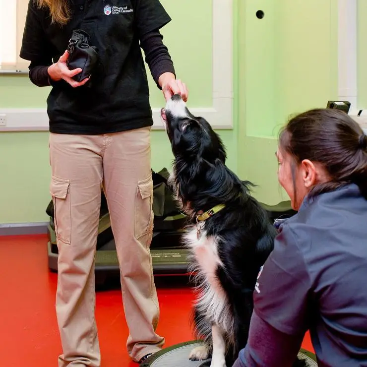 Student and academic staff carrying out physiotherapy training on a dog