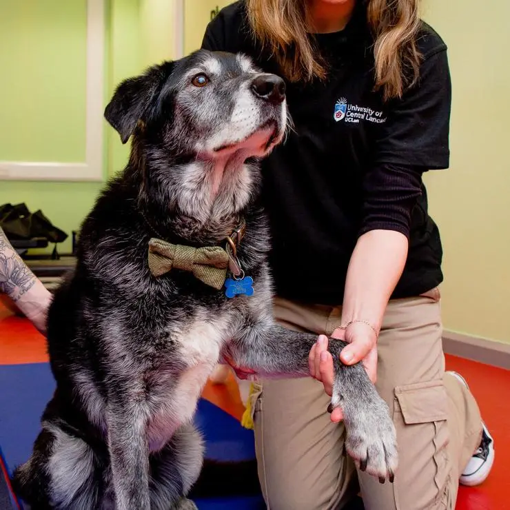 A student carrying out a physiotherapy assessment on a dog