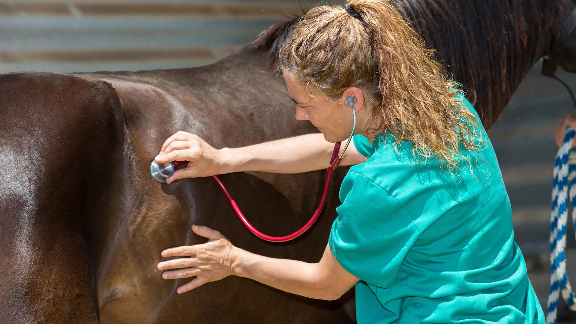 Young female veterinarian reviewing sickly colt in veterinary clinic