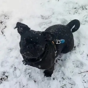 Picture of a dog playing in the snow