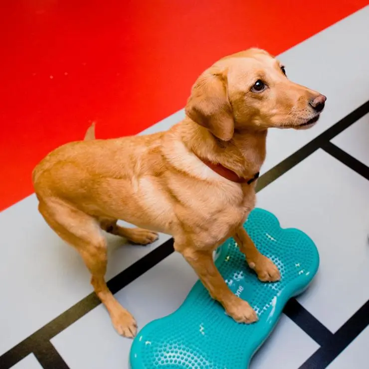 A dog standing on veterinary physiotherapy equipment