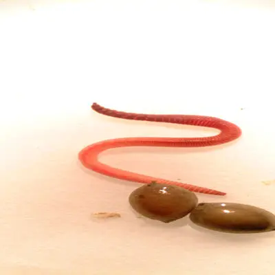 Worm with hatchlings