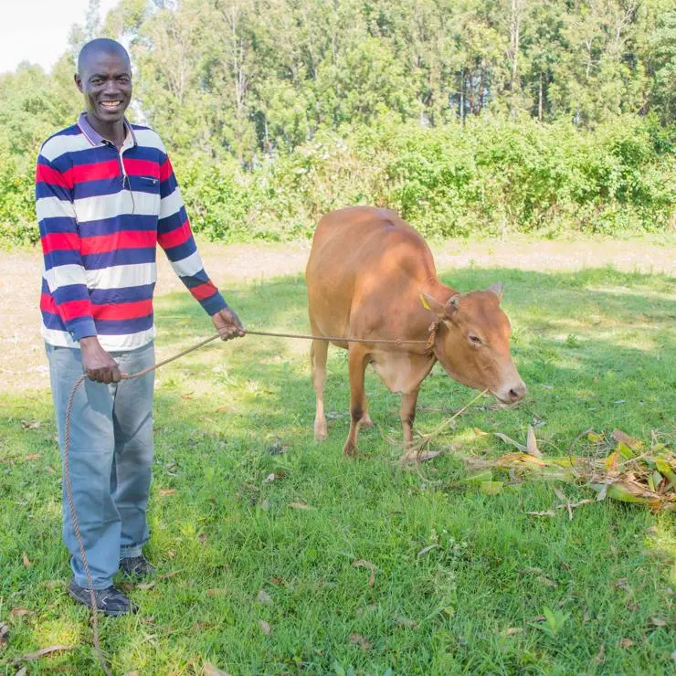 Person with cow