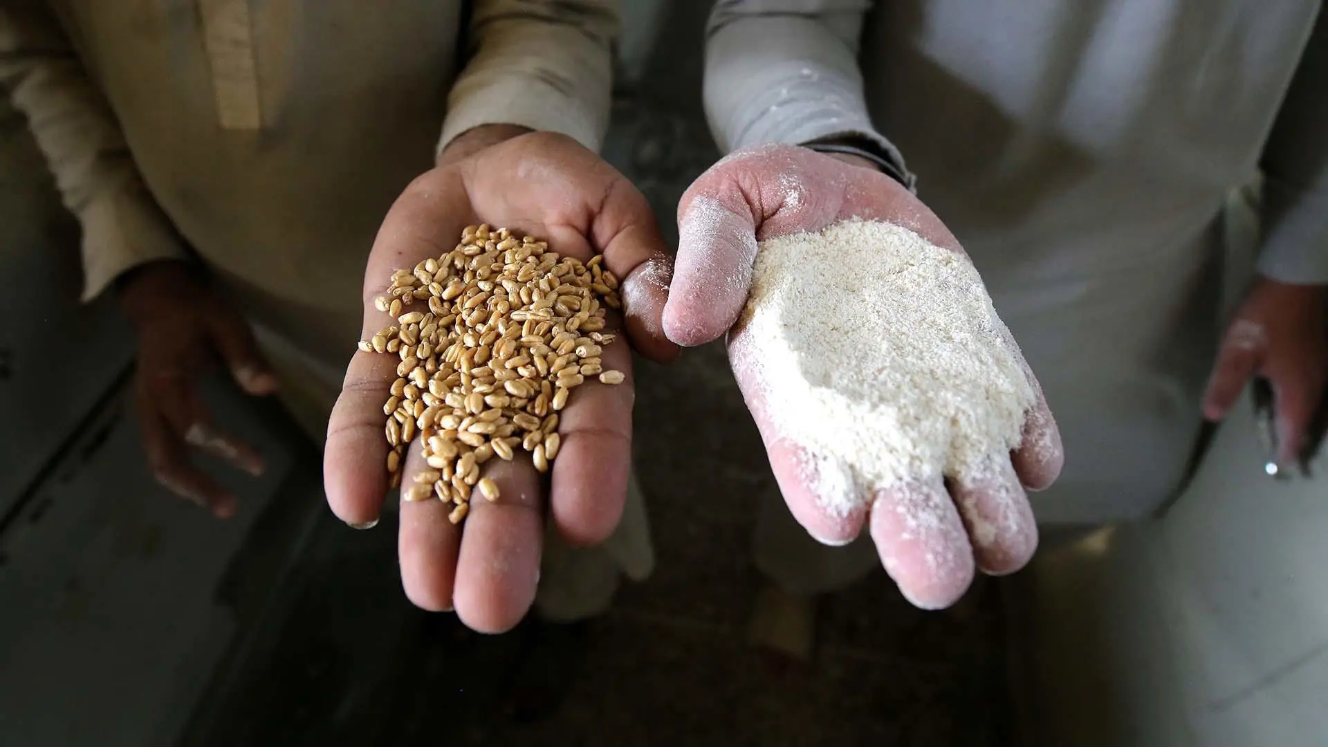 Close up of flour and grain in hands