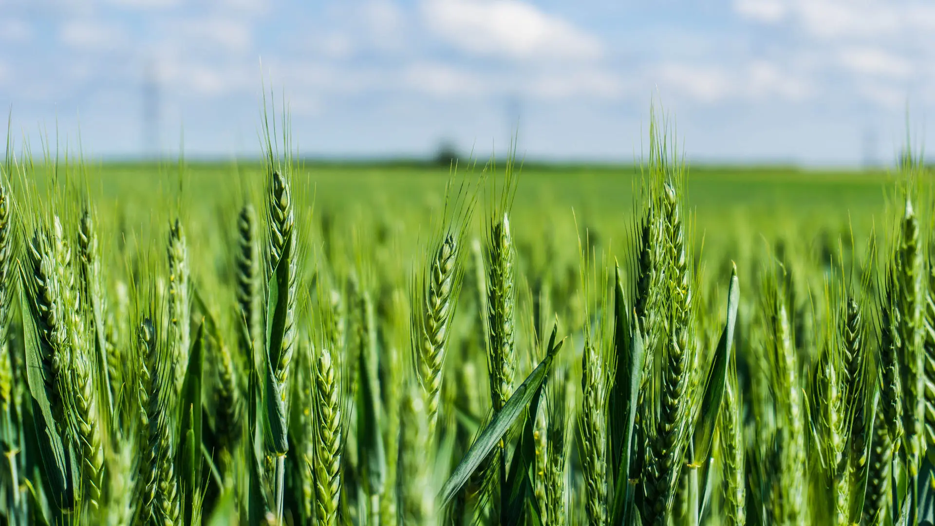 Green wheat growing in a field