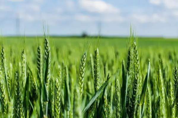 Green wheat growing in a field