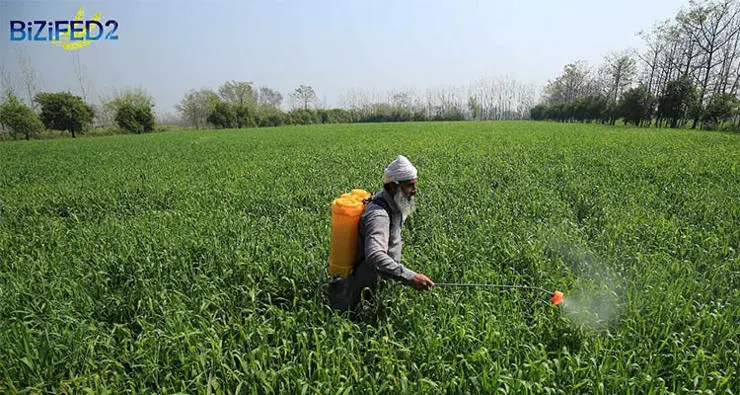Farmer spraying zinc solution on the growing biofortified crop to increase the zinc concentrations