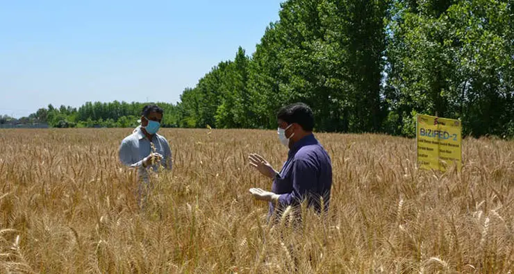Agronomists assessing the maturity of the biofortified wheat crop