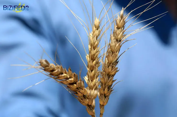 Close up of a wheat stalk of biofortified crop Zincol-2016 during the harvest