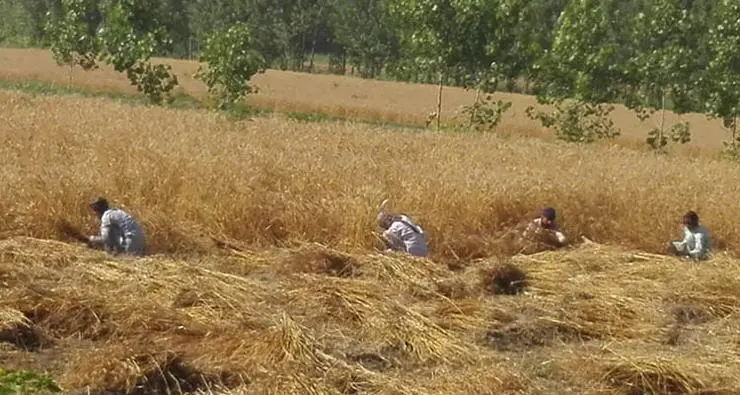 A group of men reaping the biofortified wheat crop using the traditional method