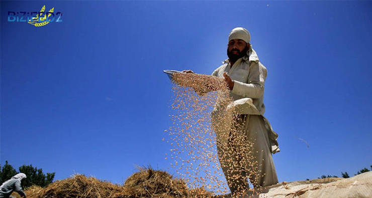 A farmer using a winnowing fan to remove the chaff from the grain