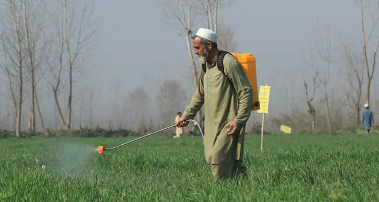 Biofortified wheat crop being sprayed with zinc sulphate to enhance the zinc concentration.