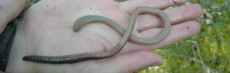 UCLan researchers unearth Britain’s largest worms