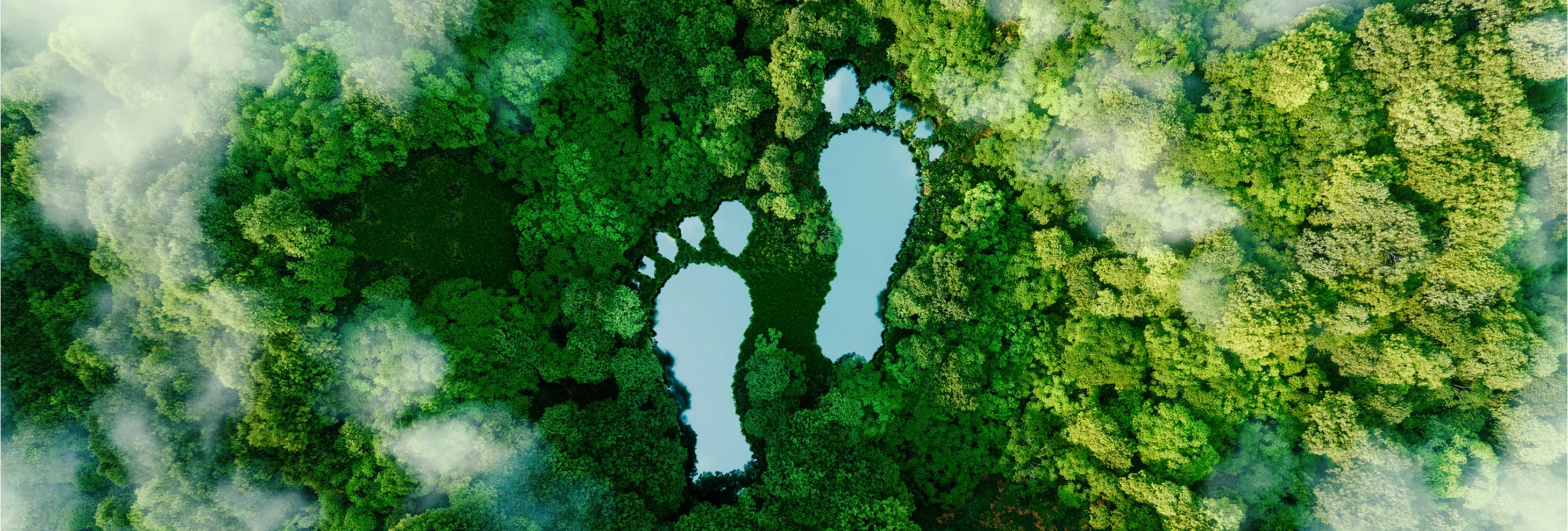 Aerial view of rain forest