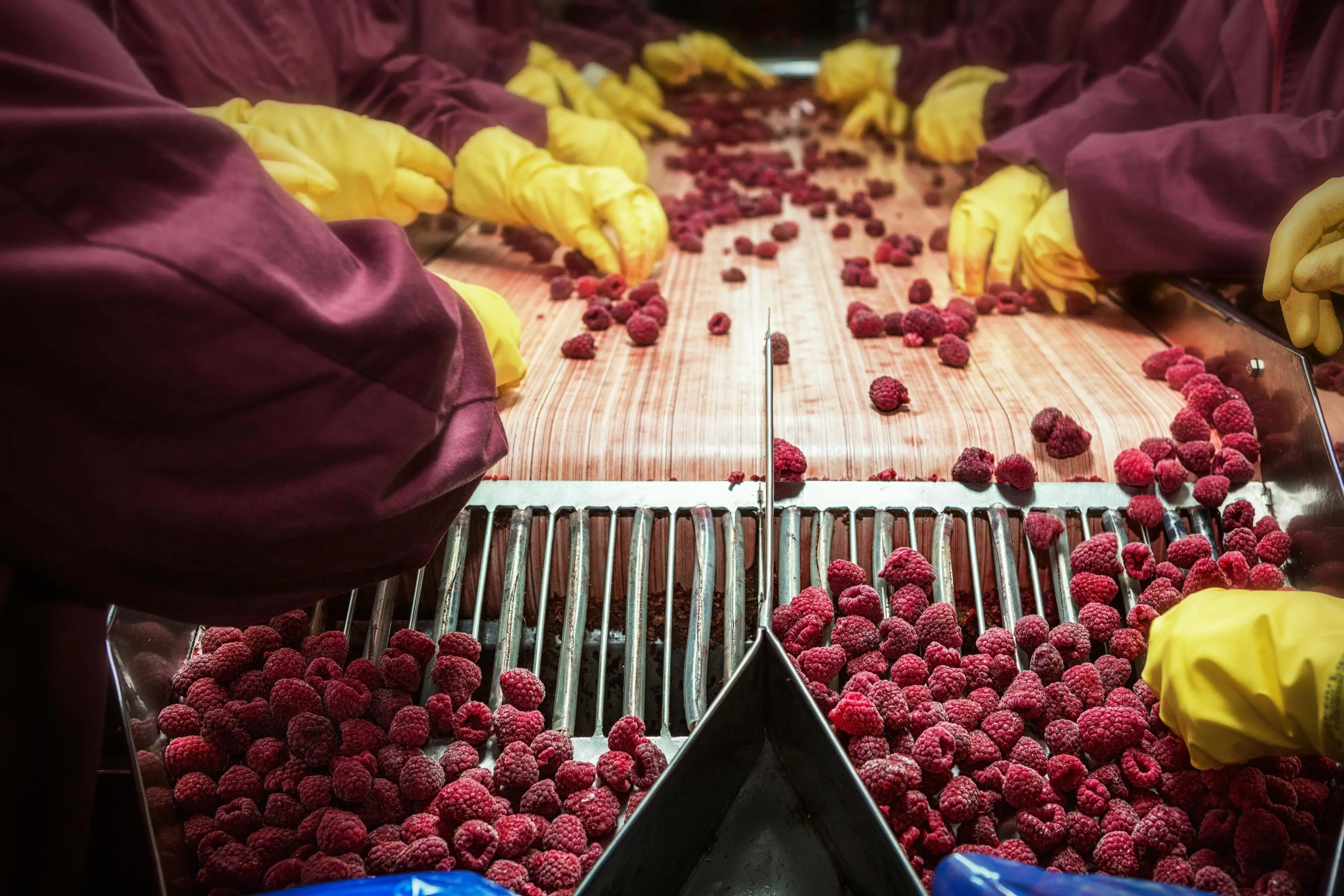 raspberries on a food production line