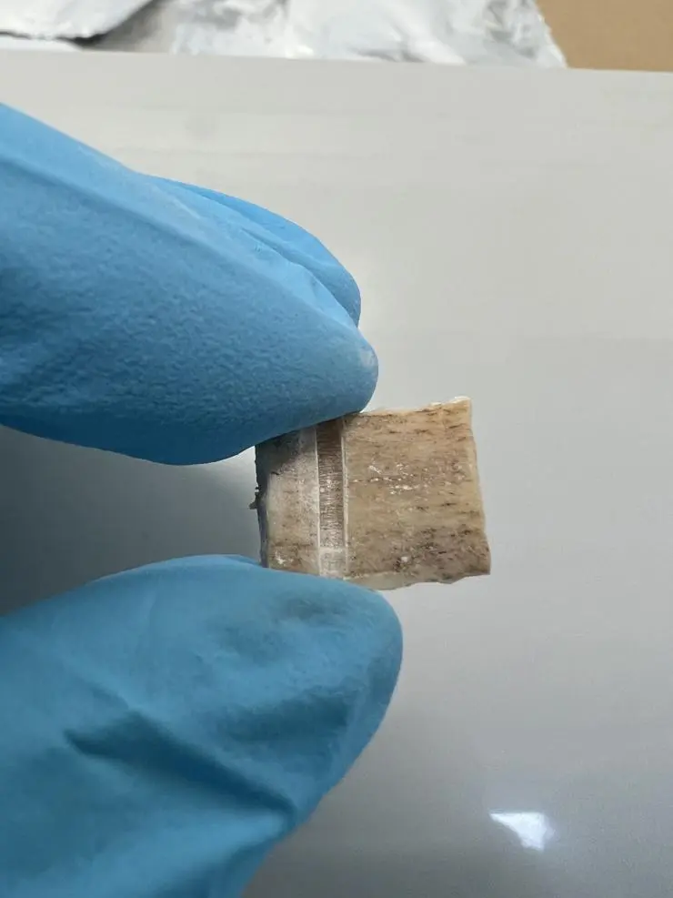 A piece of bone which has been carved to extract bone powder