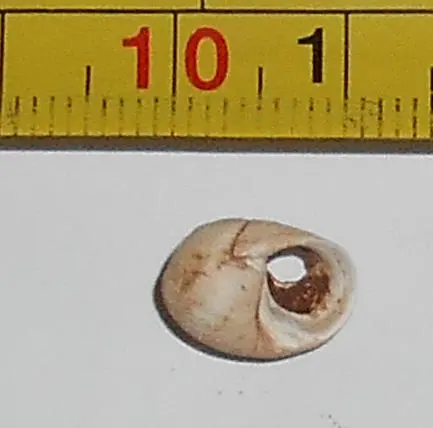 The discovered shell bead