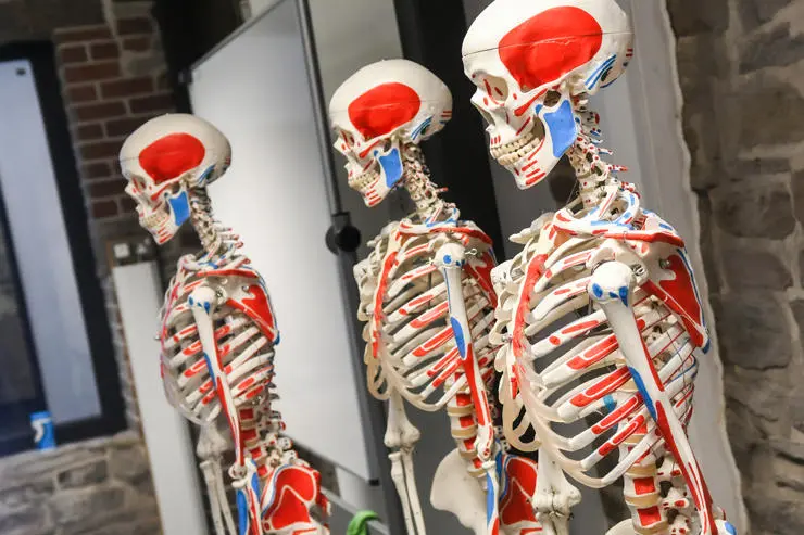 Skeleton models inside UCLan's School of Medicine at Victoria Mill in Burnley